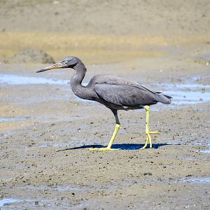 Pacific Reef Heron