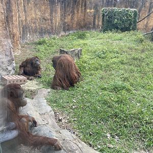 Takai, Cheyenne and Aurora