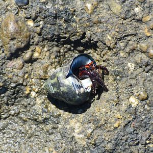 Coral Hermit Crab Clibanarius corallinus