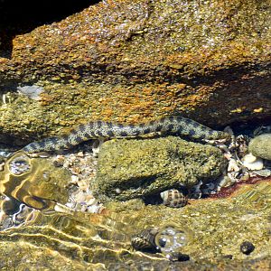 Snowflake Moray