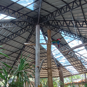 New macaws walk through