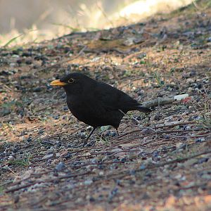 Chinese Blackbird (Turdus mandarinus)