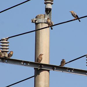 Silky Starlings (Spodiopsar sericeus)
