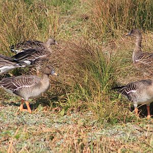 Taiga Bean Geese (Anser fabalis)