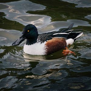 Northern Shoveler - Osaka Castle Park