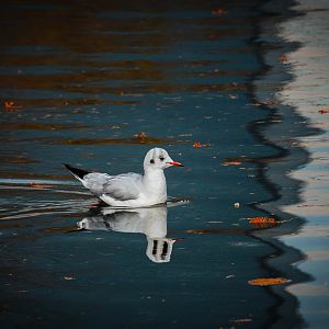 Black Headed Gull - Osaka Castle Park