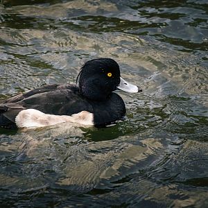 Tufted Duck - Osaka Castle Park