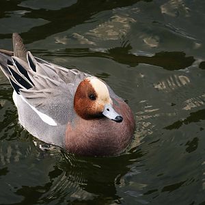 Eurasian Wigeon - Osaka Castle Park