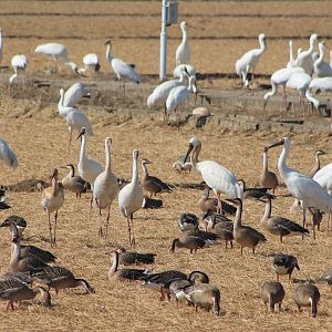 Birds at Baihezhou