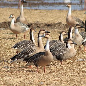 Swan Geese (Anser cygnoides)