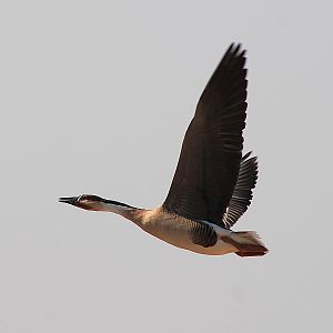 Swan Goose (Anser cygnoides)