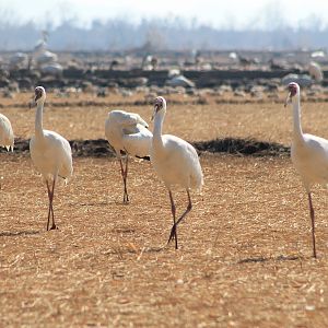 Siberian Cranes (Grus leucogeranus)