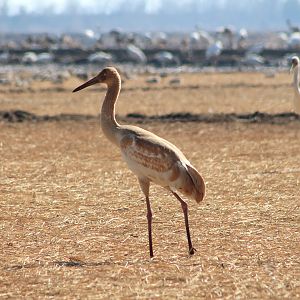 Juvenile Siberian Crane (Grus leucogeranus)