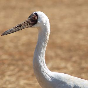 Siberian Crane (Grus leucogeranus)