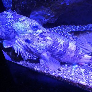 Blackbelly rosefish?