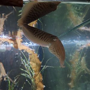 Cuttlefish