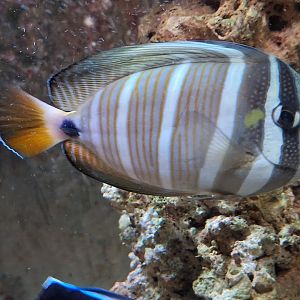 Sailfin Tang