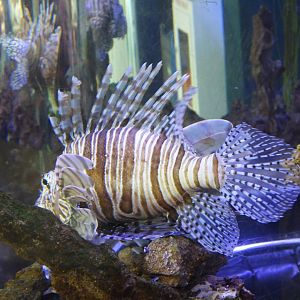 Red lionfish