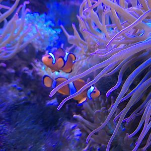 Clownfish