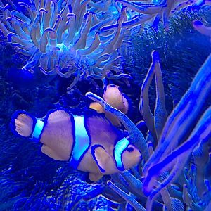 Clownfish