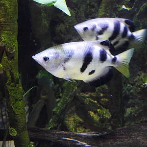 Banded archerfish