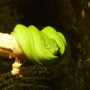Green tree python