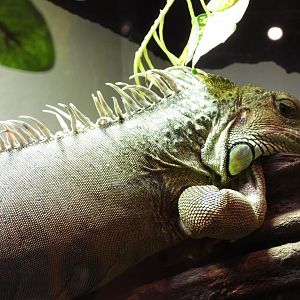 Green iguana