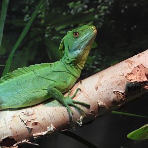 Plumed basilisk
