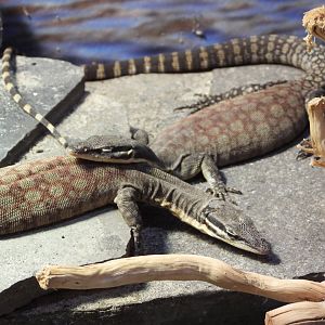 Kimberly rock monitors