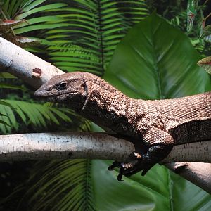 Dumeril's monitor