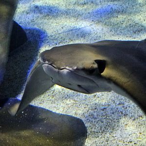 Cownose ray
