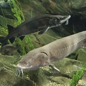 Lake and white sturgeons