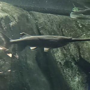 American paddlefish