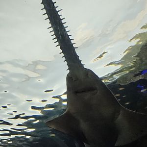 (Green?) sawfish