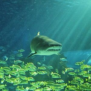 Sand tiger shark