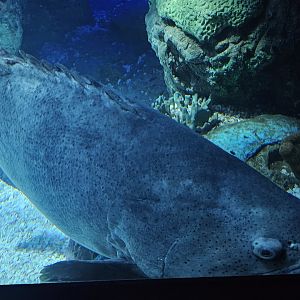 Giant grouper