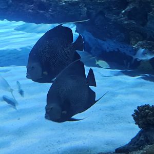 French angelfish