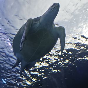 Green sea turtle