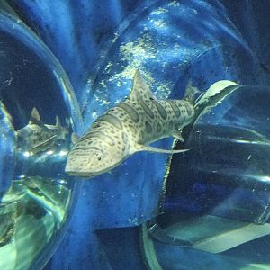 Leopard shark