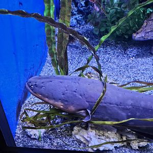 Electric eel