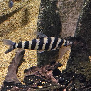 Striped leporinus