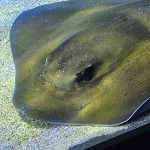 Southern stingray