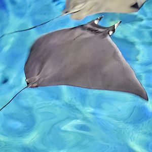 Lesser devil ray