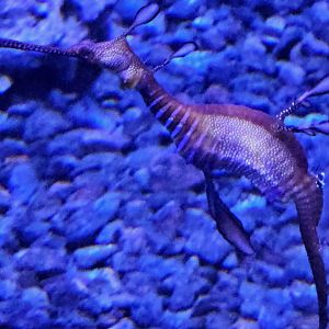 Weedy sea dragon