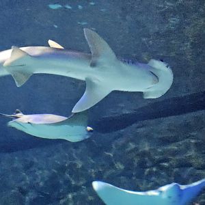Bonnethead shark