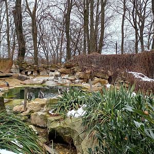 Humboldt penguin enclosure