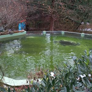 Humboldt penguin eclosure