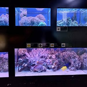 Aquariums at The Bay of rays