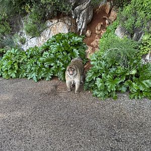 Barbary macaque - Gibraltar