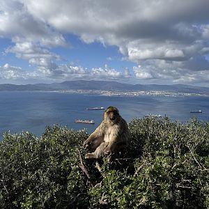 Barbary macaque - Gibraltar